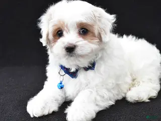 Maltipoo dogs for sale: Abel - Ad 4