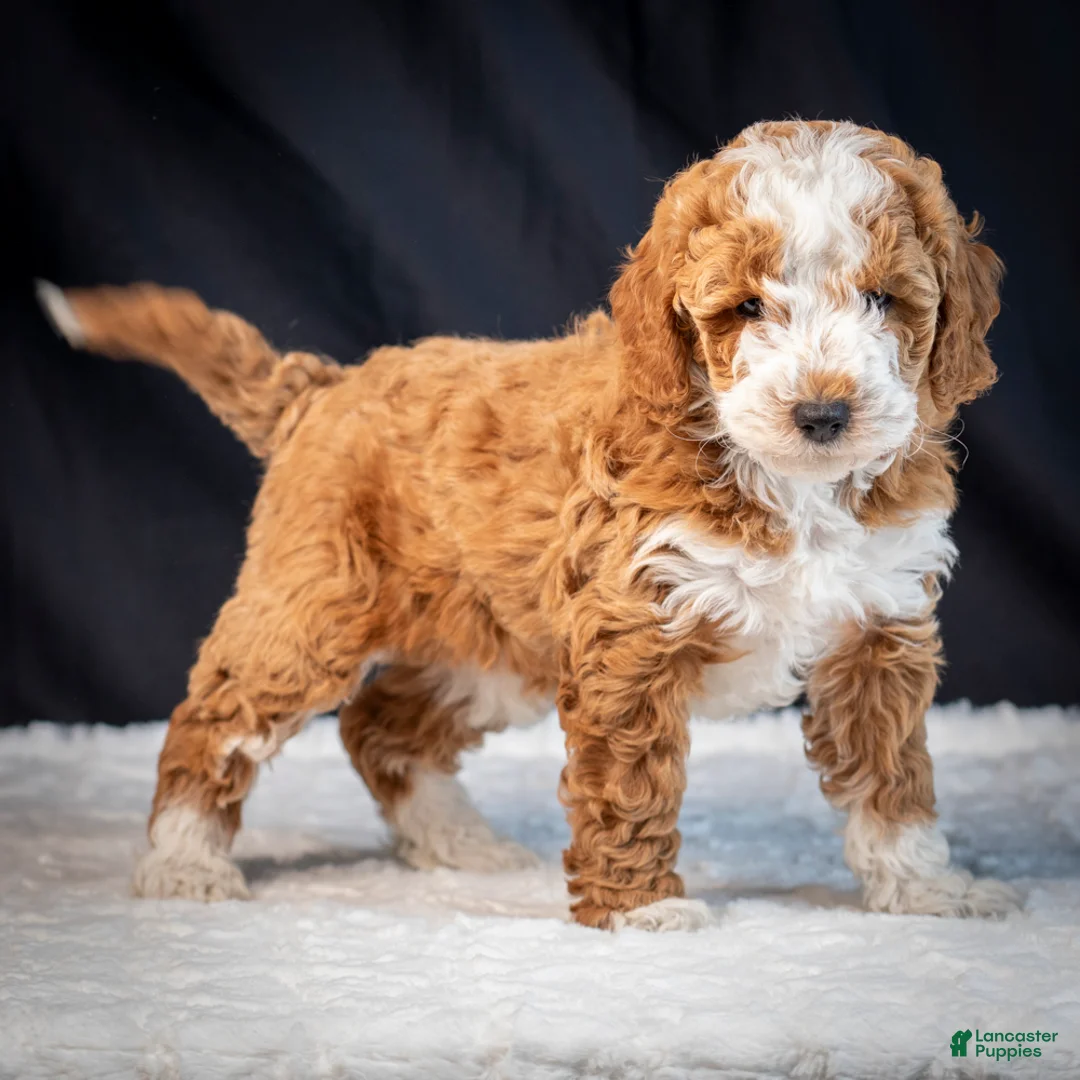 Mini Goldendoodle dogs for sale: Blossom - Ad 5