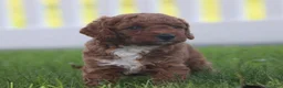 Miniature Labradoodle dogs for sale: Chipper - Ad 6