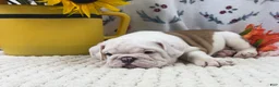 English Bulldog dogs for sale: Rufo - Ad 5