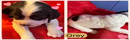 English Springer Spaniel dogs for sale: English Springer Spaniel Puppy 5 - Ad 1