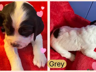 English Springer Spaniel dogs English Springer Spaniel Puppy 5 - Ad 21