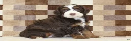 Mini Bernedoodle dogs for sale: Haley - Ad 4