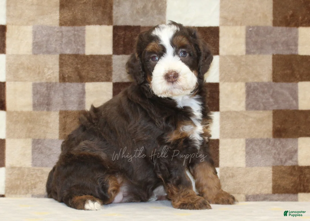 Mini Bernedoodle dogs for sale: Haley - Ad 4