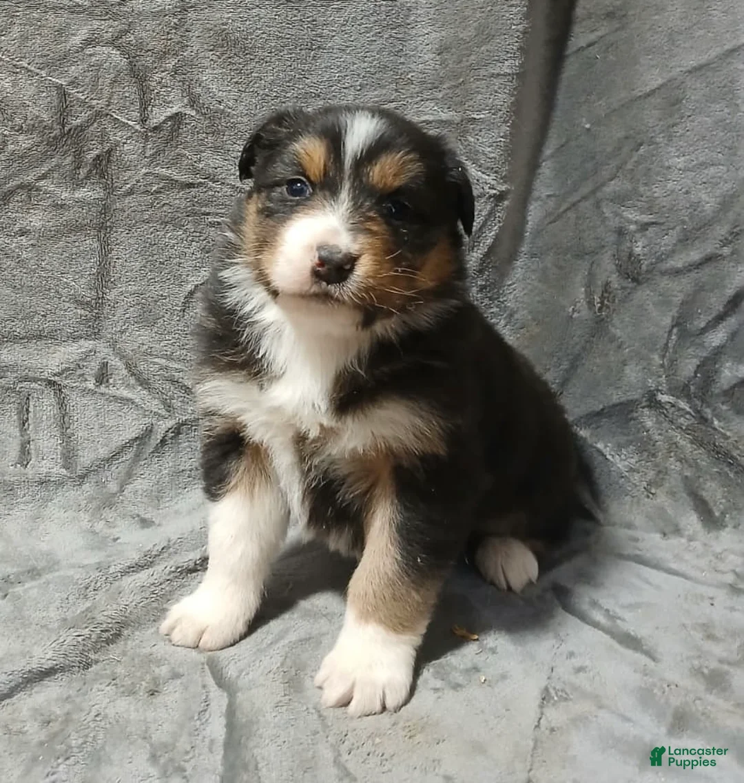 Australian Shepherd dogs for sale: Belle - Ad 4