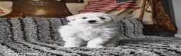 Bichon Frise dogs for sale: Freya - Ad 4