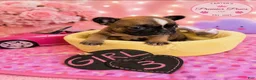 French Bulldog dogs for sale: French Bulldog 3 sassy  - Ad 3