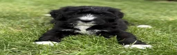 Bernedoodle dogs for sale: Chase - Ad 2