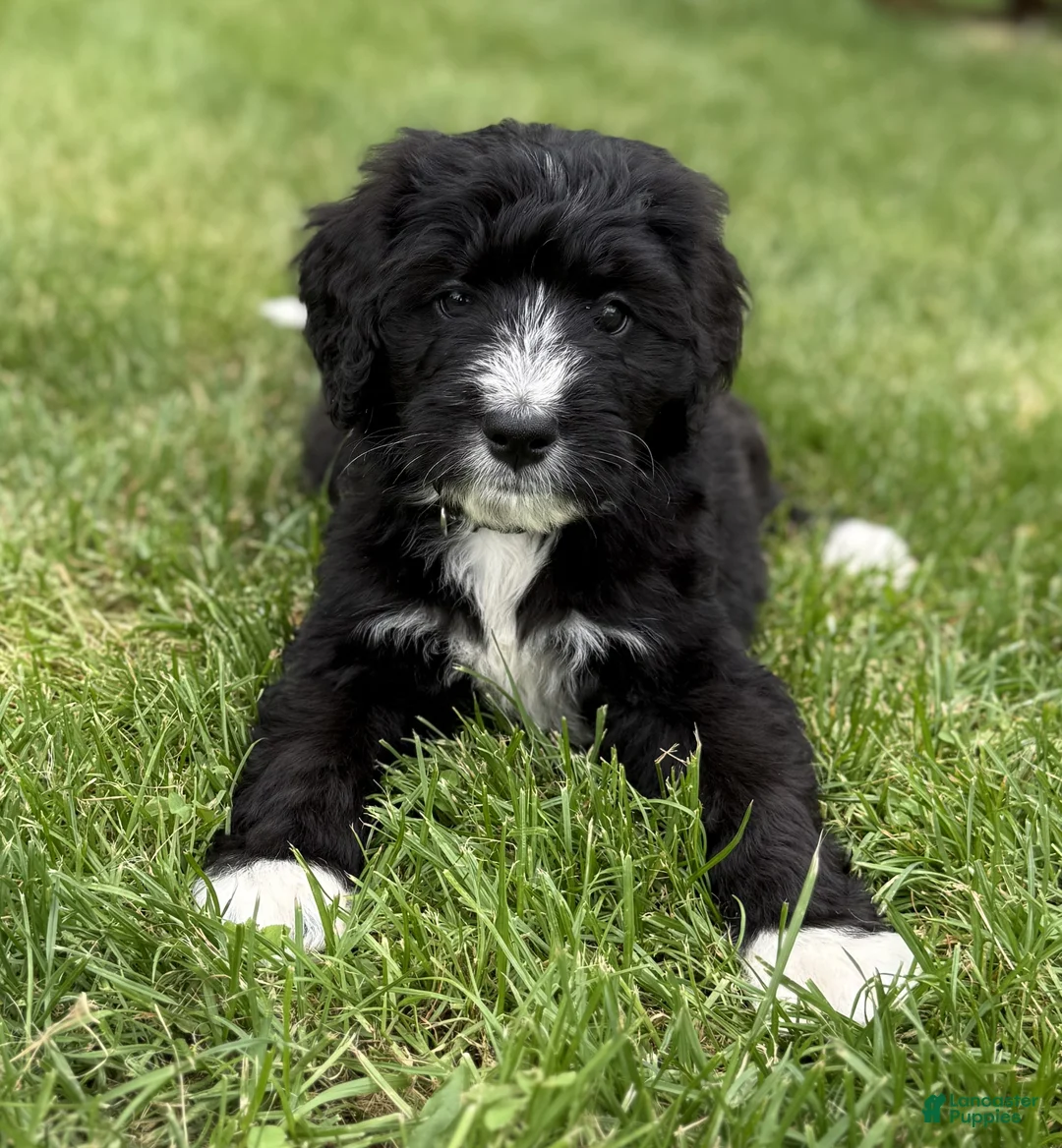 Bernedoodle dogs for sale: Chase - Ad 2