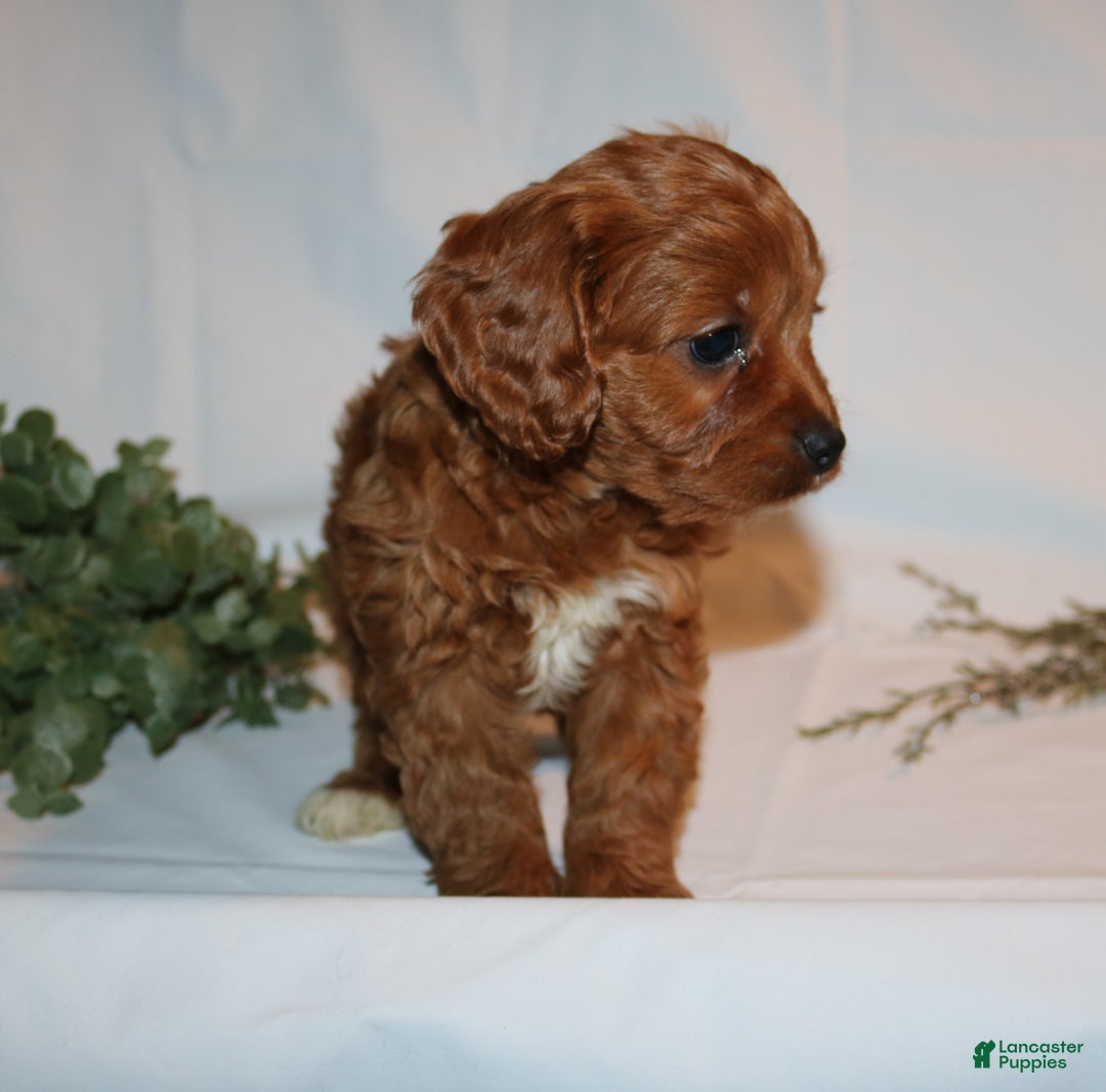 Cavapoo dogs for sale: Sally - Ad 11