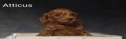 Cavapoo dogs for sale: Cavapoo F1b 4 Atticus  - Ad 5