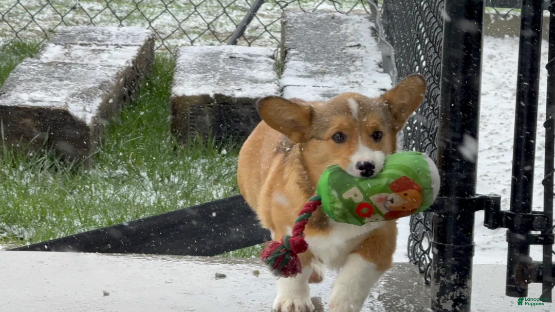 Welsh Corgi Pembroke dogs for sale: Kaden  - Ad 2