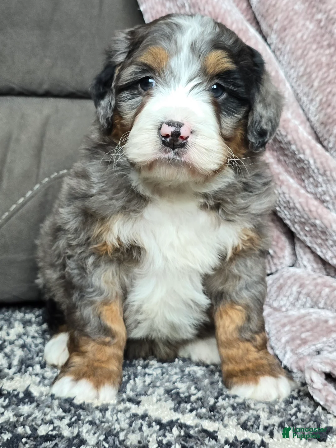 Mini Bernedoodle dogs for sale: Mini Chief - Ad 24