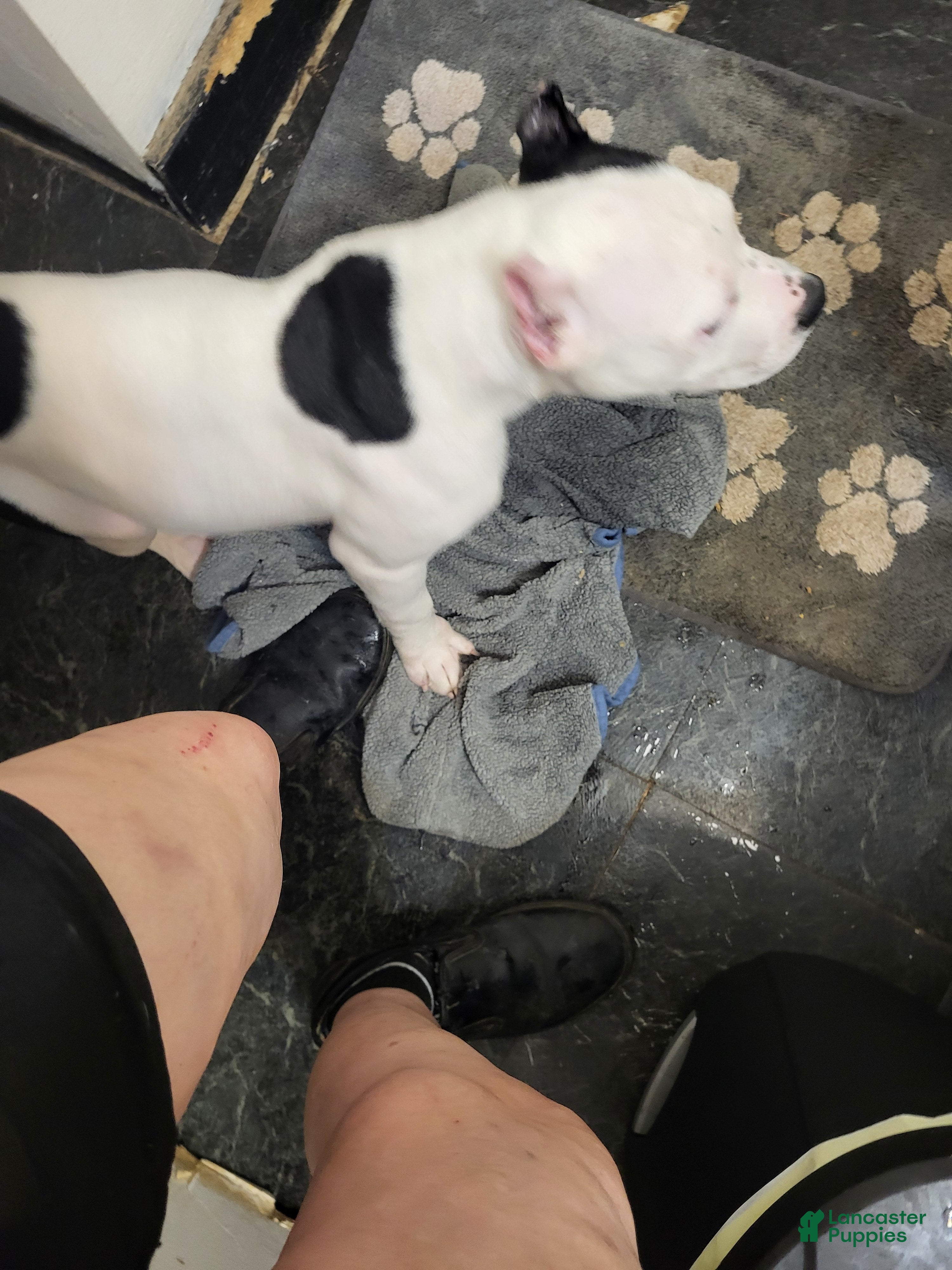 American Bully dogs American Bully 1 Snoopy - Ad 13
