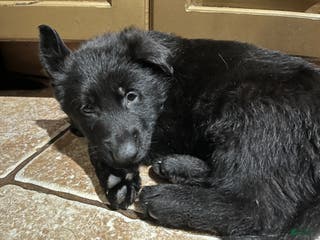 German Shepherd dogs German Shepherd Puppy 3 - Ad 29