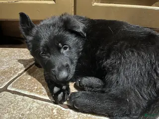 German Shepherd dogs German Shepherd Puppy 3 - Ad 6