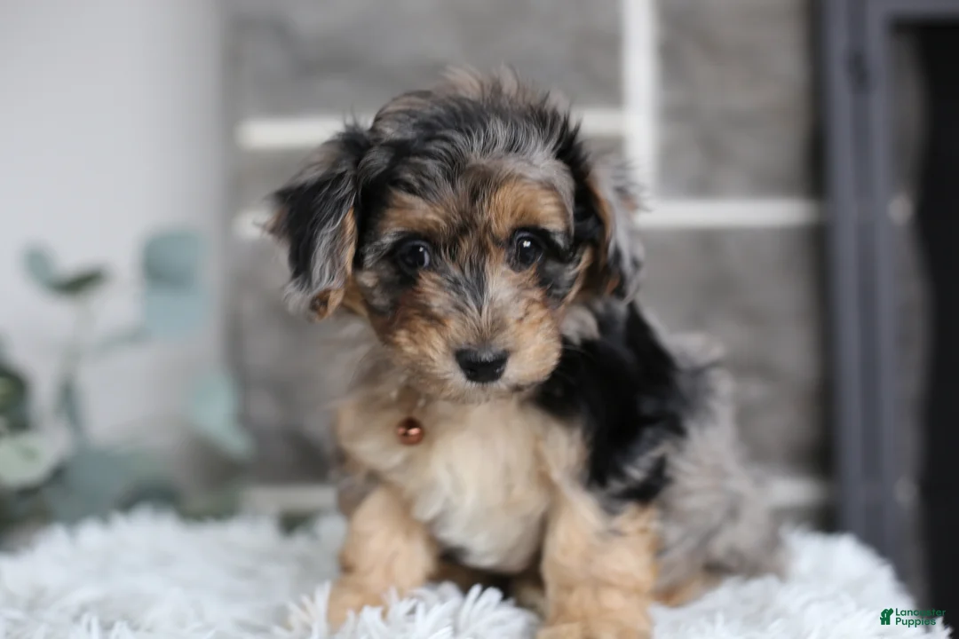 Maltipoo dogs for sale: Pebbles - Ad 10