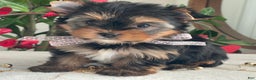 Yorkshire Terrier dogs for sale: Paisley - Ad 4