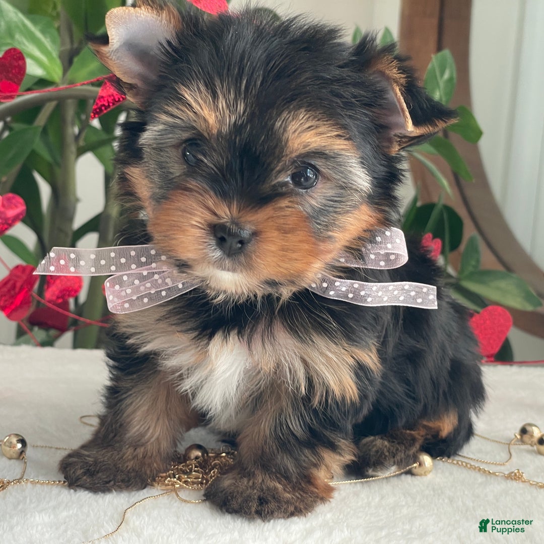Yorkshire Terrier dogs for sale: Paisley - Ad 4