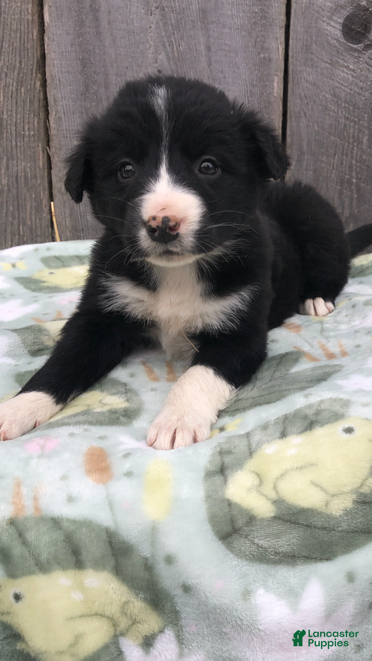 Mixed Breed dogs Mooney - Ad 7