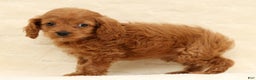 Cockapoo dogs for sale: Cassidy - Ad 6