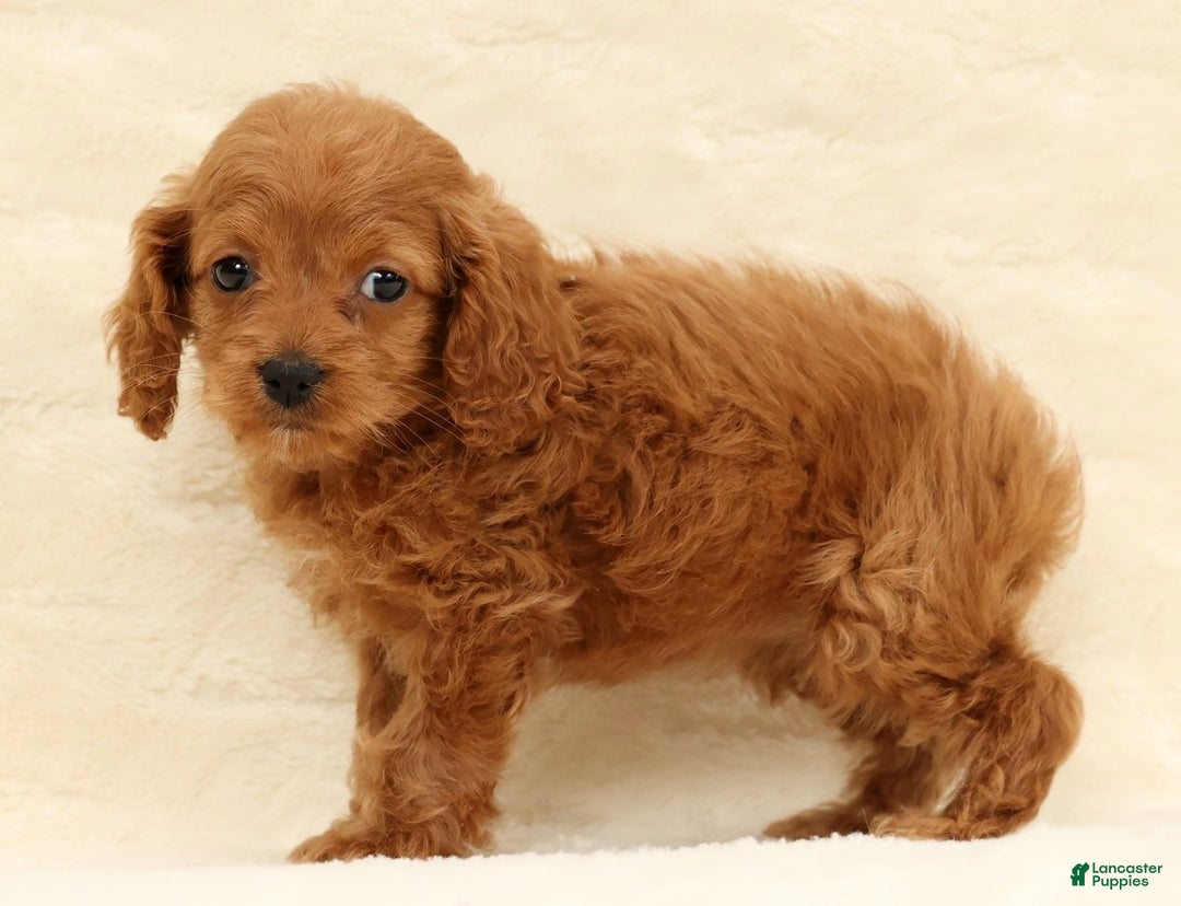 Cockapoo dogs for sale: Cassidy - Ad 6