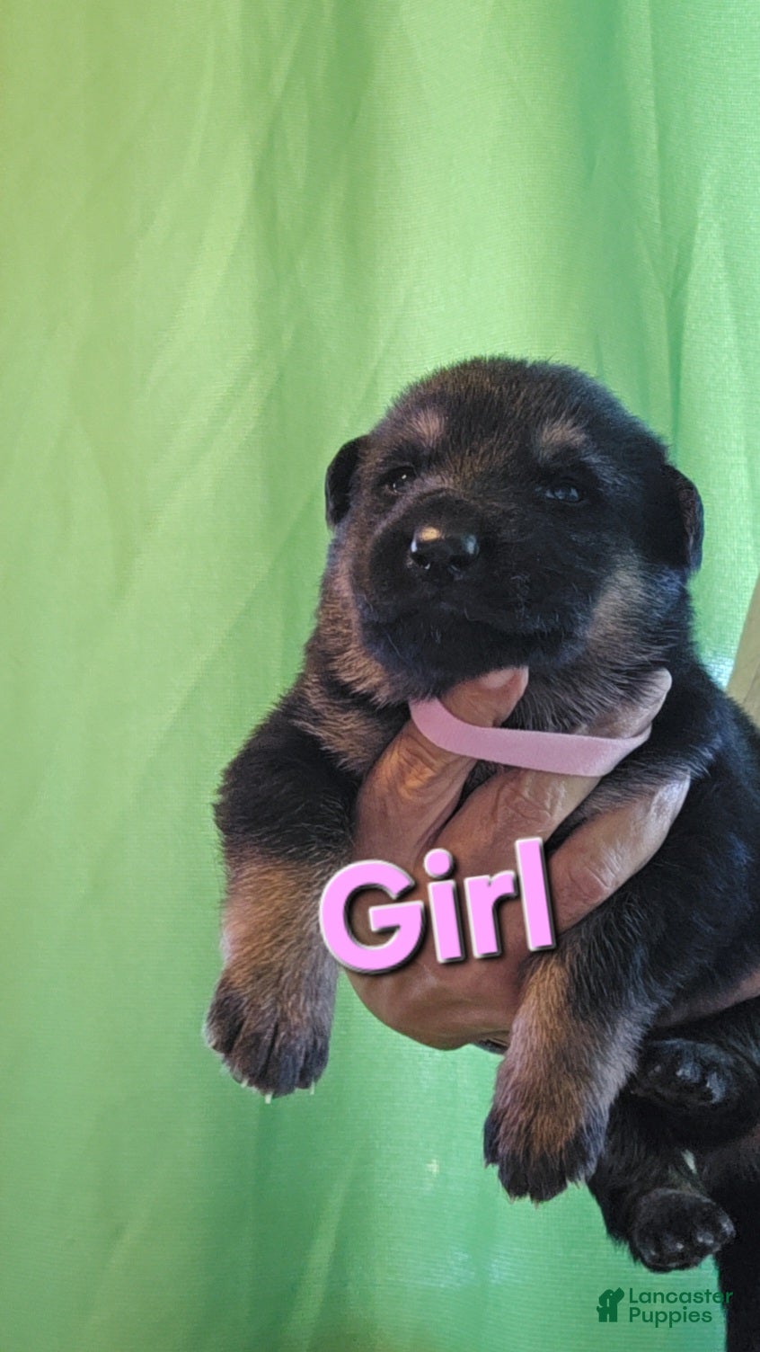 German Shepherd dogs for sale: German Shepherd 7 pink - Ad 4