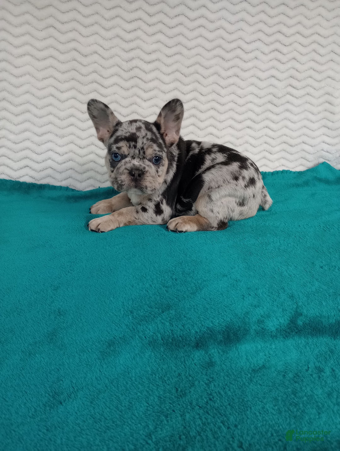 French Bulldog dogs for sale: Hudson  - Ad 1