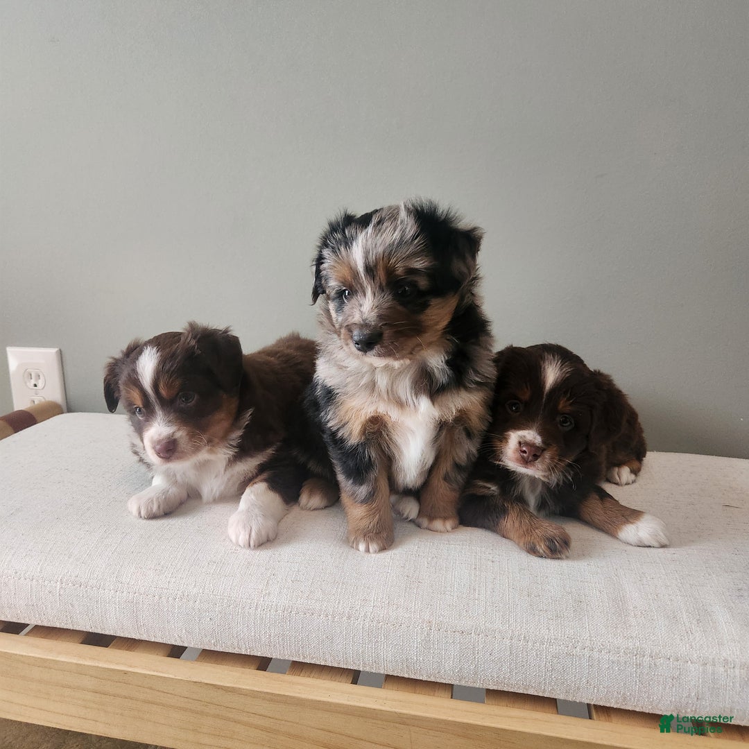 Mixed Breed dogs for sale: Prancer - Ad 2