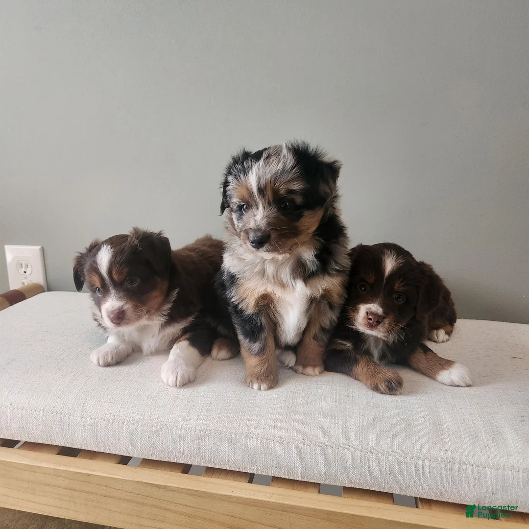 Miniature Australian Shepherd dogs for sale: Prancer - Ad 2