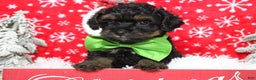 Yorkiepoo dogs for sale: Harvest  - Ad 2