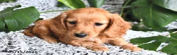 Miniature Dachshund dogs for sale: Clifford - Ad 2