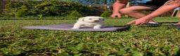 Mixed Breed dogs for sale: American Pyre 1 - Ad 7