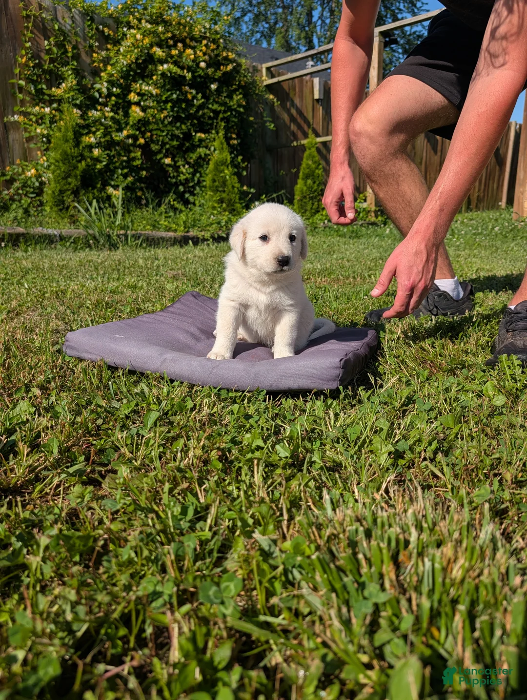 Mixed Breed dogs for sale: American Pyre 1 - Ad 7