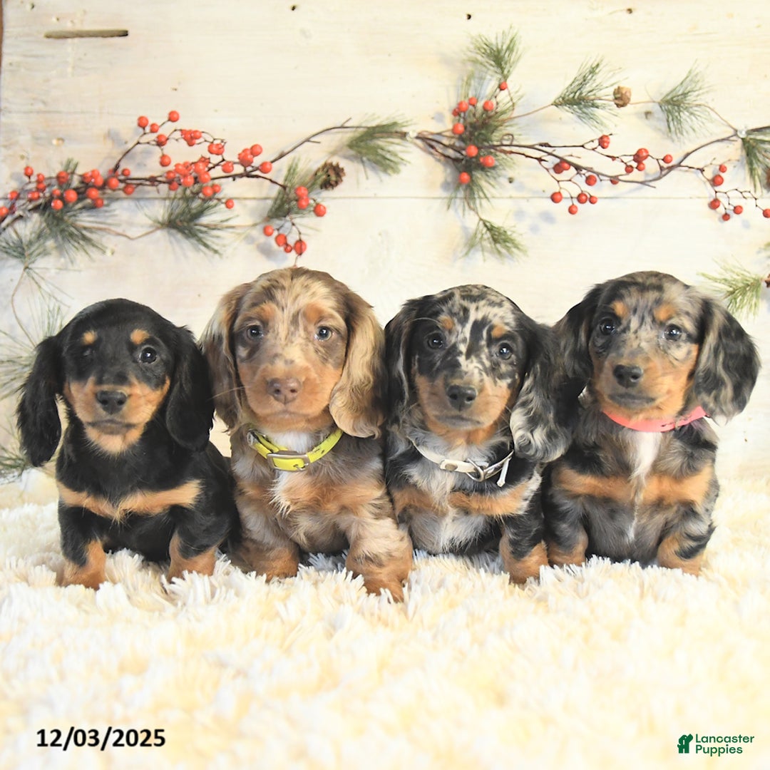 Miniature Dachshund dogs for sale: Bobby - Ad 5