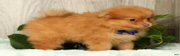 Pomeranian dogs for sale: Cosmo - Ad 7