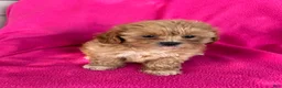 Shihpoo dogs for sale: LUCY - Ad 9