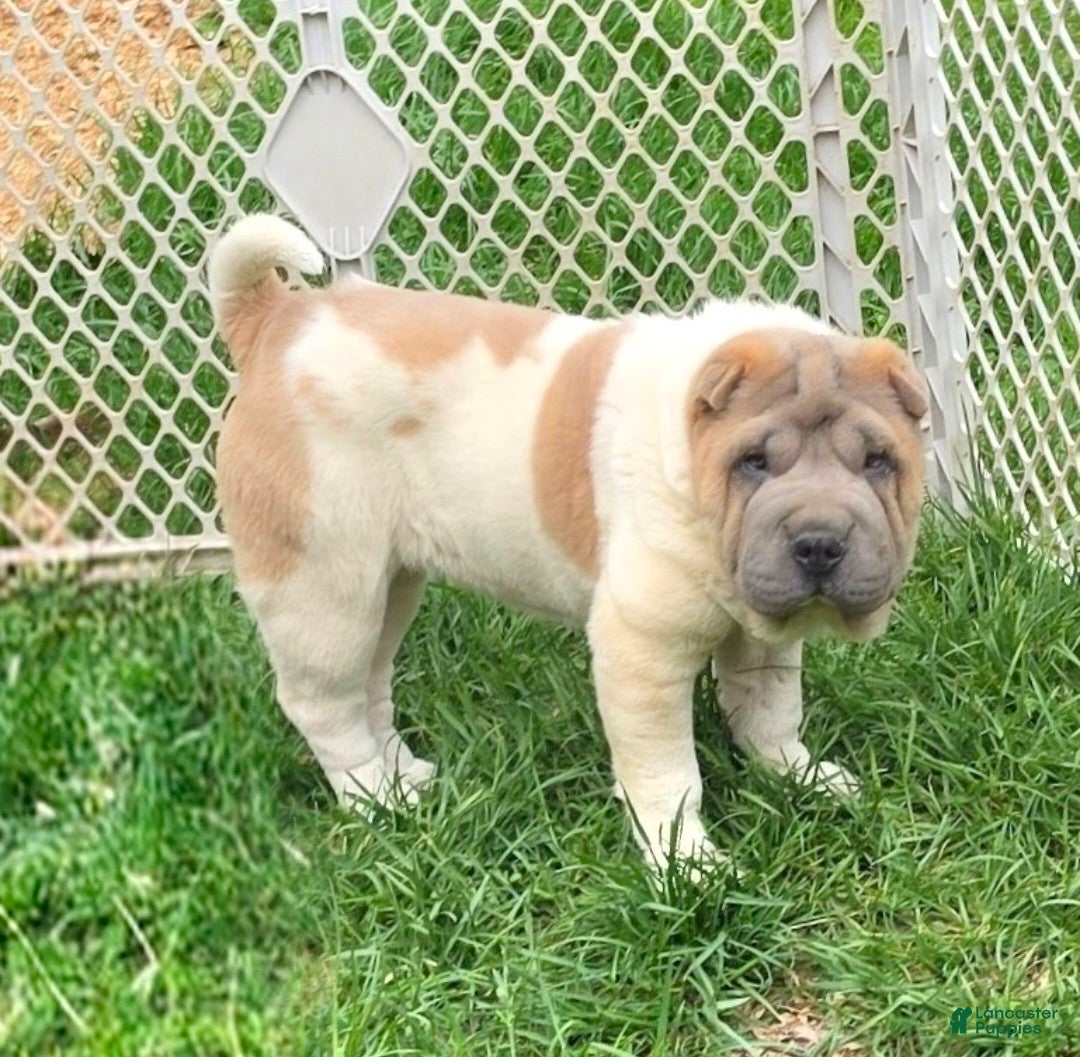 Shar Pei dogs for sale: Isabella mini flower  - Ad 4