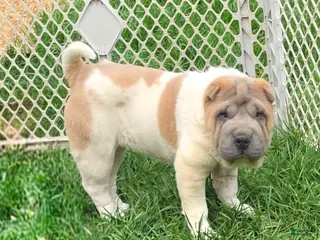 Shar Pei dogs for sale: Isabella mini flower - Ad 4