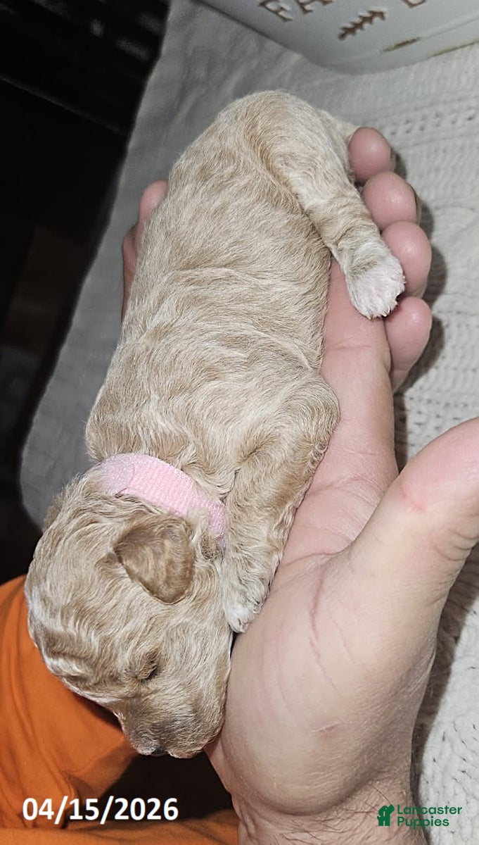 Toy Poodle dogs Nala - Ad 2