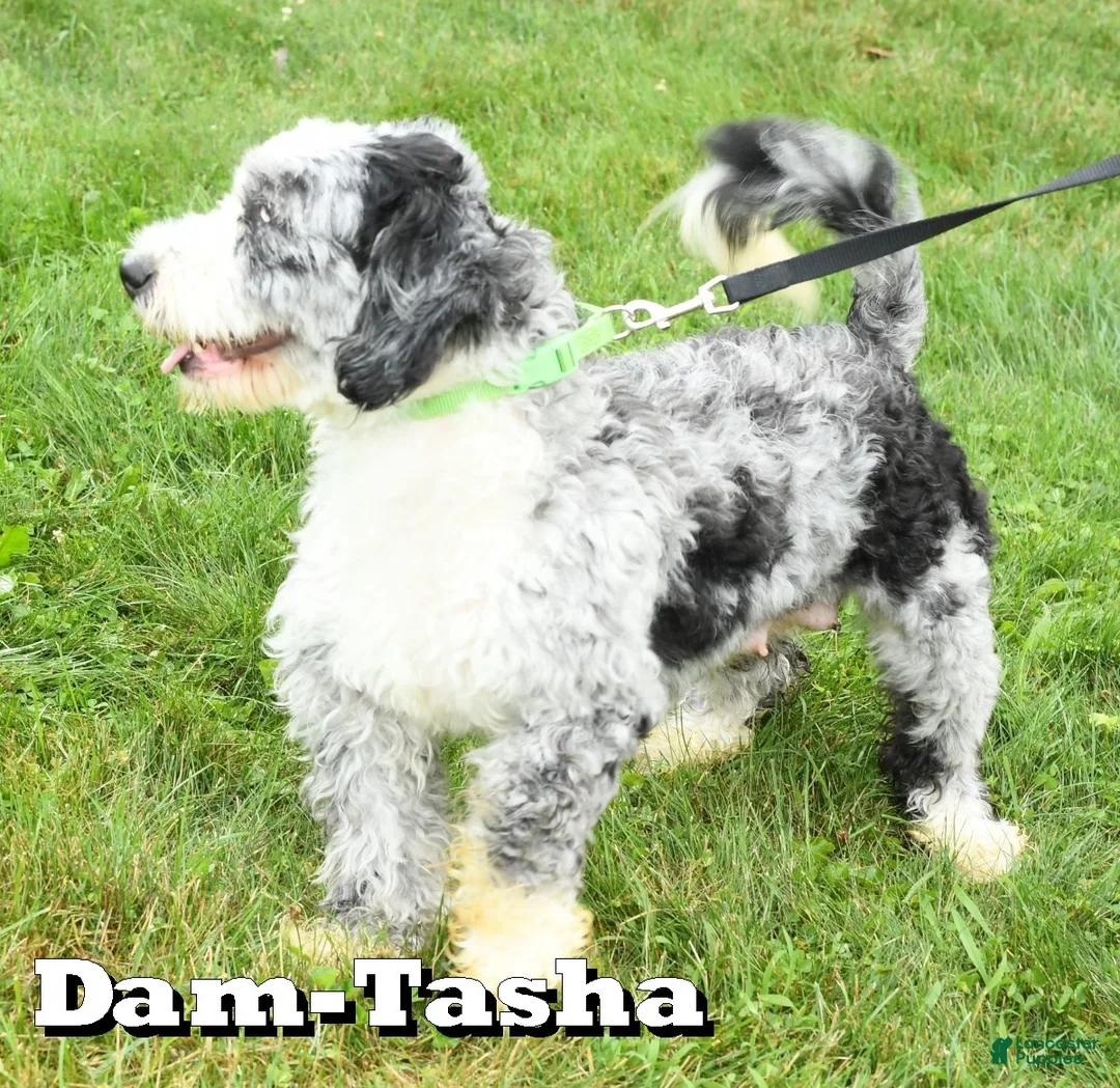 Mini Bernedoodle dogs for sale: Trixie - Ad 10