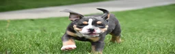 Beabull dogs for sale: Blossom - Ad 3