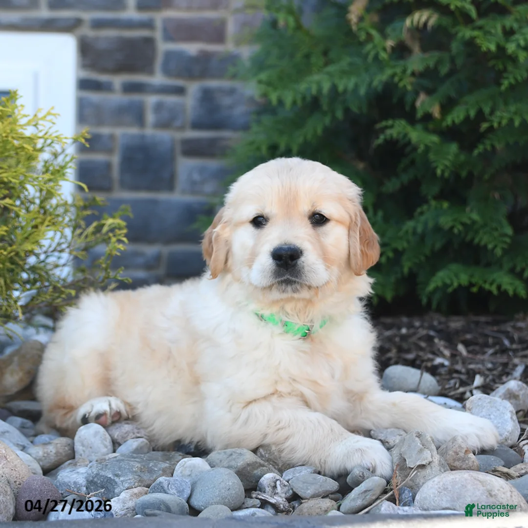 Golden Retriever dogs for sale: Gracie - Ad 3