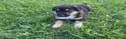 Sheprador dogs for sale: Max  - Ad 3