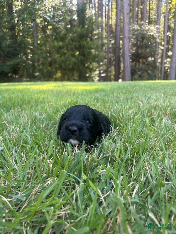 Goldendoodle dogs Luna - Ad 1