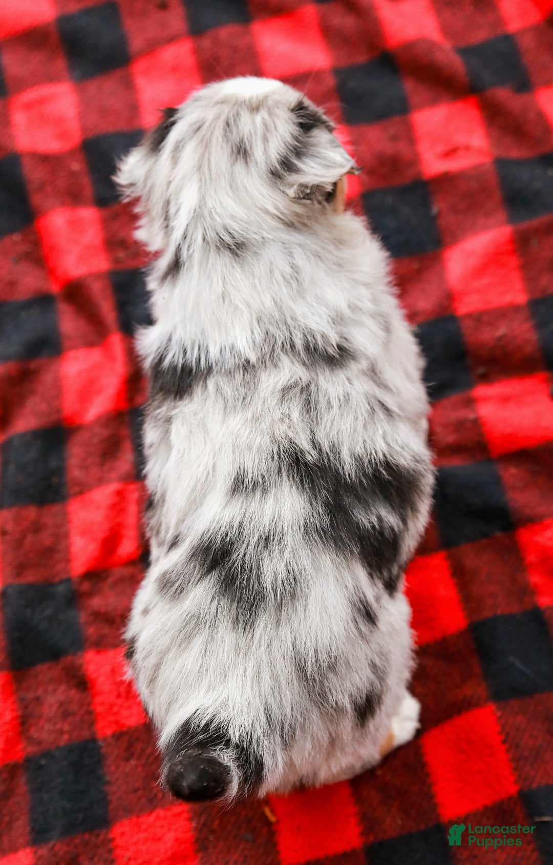 Miniature Australian Shepherd dogs for sale: Bow - Ad 8