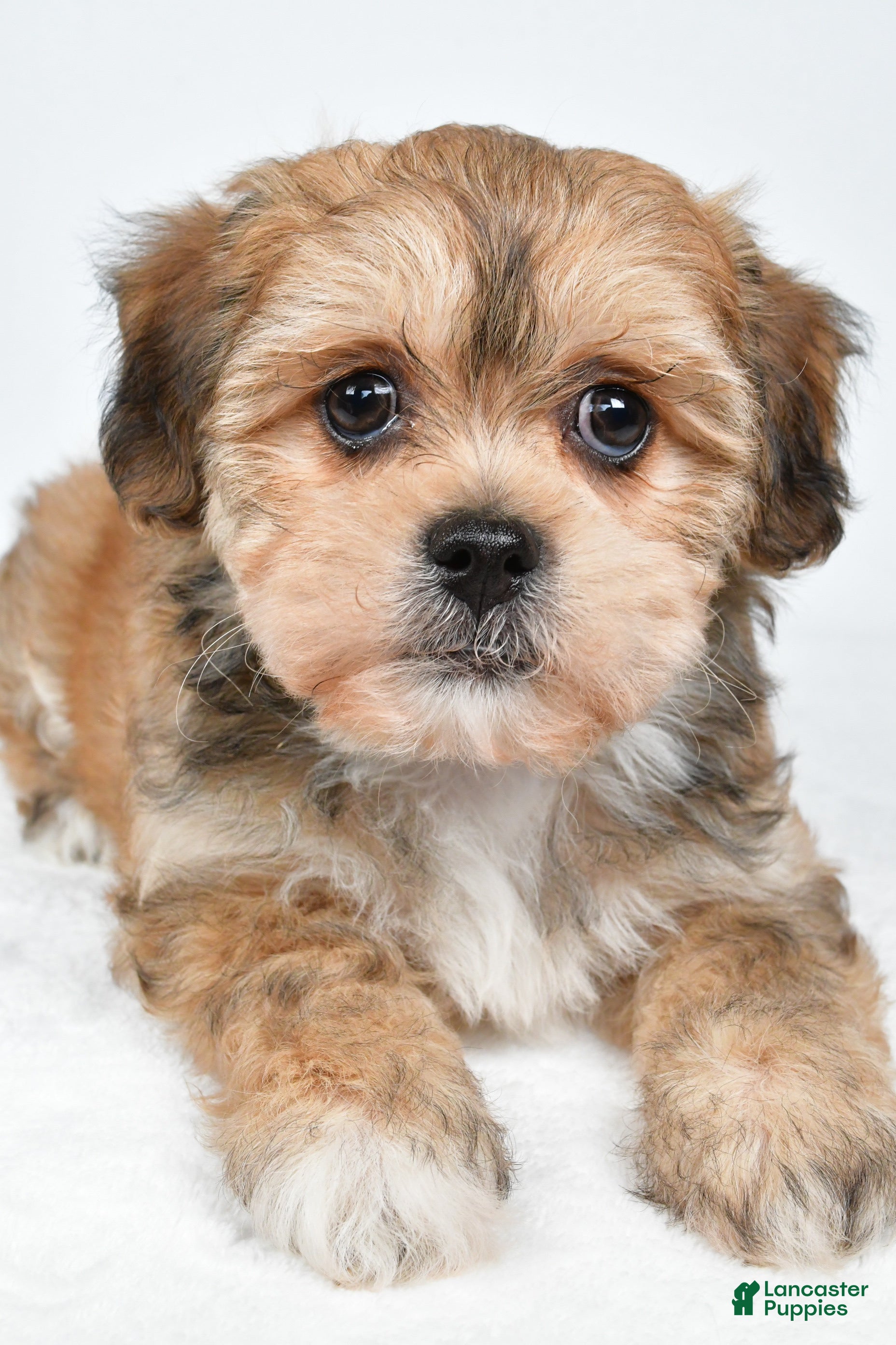 Shihpoo dogs Rose - Ad 2