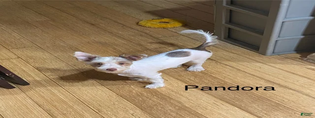 Pandora