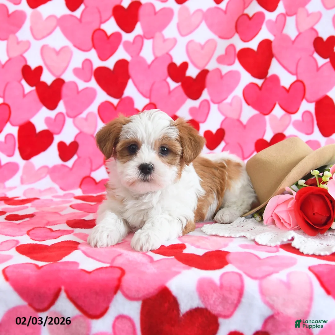 Shorkie dogs for sale: Sweetie - Ad 4