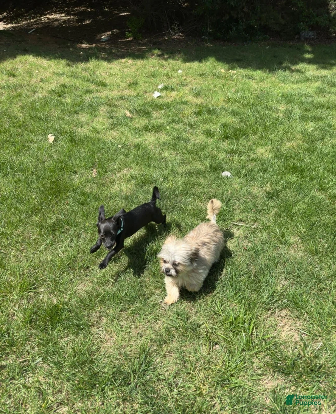 Chorkie dogs for sale: Chorkie Puppy 2 - Ad 2